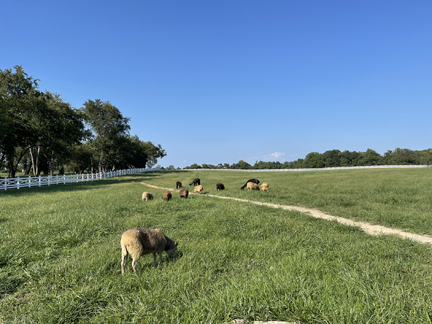 sheep farm